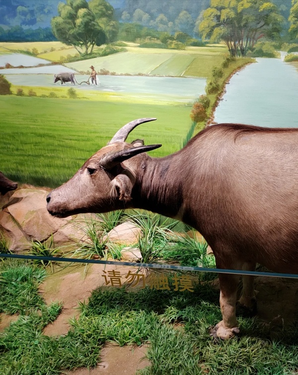 華南農業博物館——大地文明的詩篇